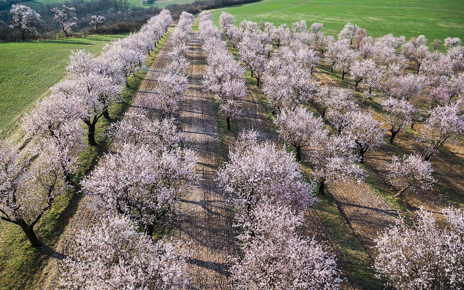 Rozkvetlé mandloně – jarní kouzlo, které stojí za to zažít